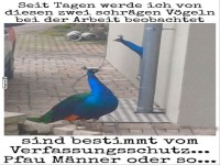 Zwei neugierige Pfauen im B�ro