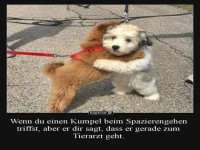Zwei Hunde umarmen sich auf der Stra�e