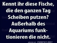 Fische, die Scheiben putzen