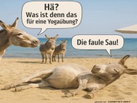 Esel-Yoga: Der Meister der Gelassenheit