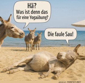 fun-Bild: Esel-Yoga: Der Meister der Gelassenheit