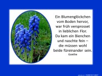 Ein Blumengl�ckchen