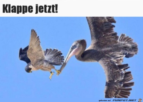 Halt-die-Klappe.jpg auf www.funpot.net
