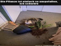 Die Pflanze ist einfach umgefallen