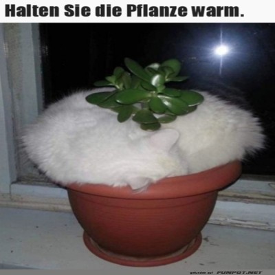 Pflanze-warmhalten.jpg von David21