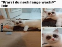 M�de Memes mit s��en Katzen