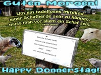 Schafherde Zitat zum Donnerstagmorgen