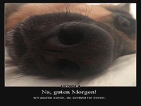 Lustiger Hund weckt seinen Besitzer