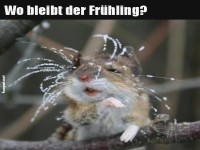 Niedliches Tier fragt nach dem Fr�hling