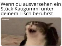 Katze reagiert erschrocken auf Tisch-Gummi