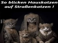 Knigliche Katzentruppe auf dem Laufsteg