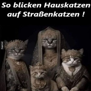 Knigliche-Katzentruppe-auf-dem-Laufsteg.jpg von Leonora64
