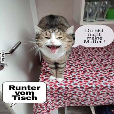 Katzenrebellion:-Tisch-N&ouml;rgler-im-Einsatz!.jpg von Leif