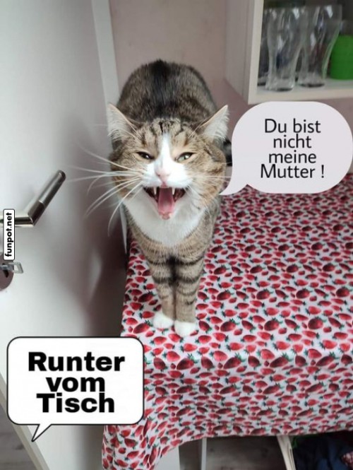 Katzenrebellion:-Tisch-N�rgler-im-Einsatz!.jpg auf www.funpot.net