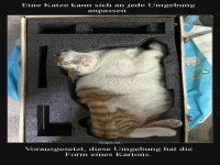 Karton-Formexperte auf vier Pfoten