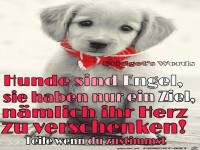 Hunde sind Engel