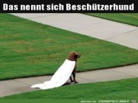 Super-Dog