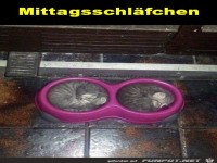 Mittagsschl�fchen