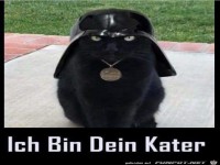 Ich bin dein Kater
