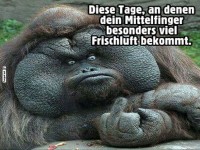 Orang-Utan zeigt Mittelfinger