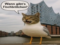 Die Mwenkatze erobert die Elbphilharmonie!