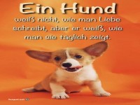 Ein Hund und seine tgliche Liebeslektion