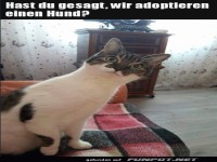 Katze ist entsetzt