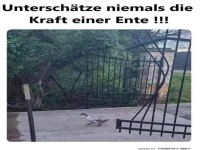 Entenpower: Der unsichtbare Hulk!