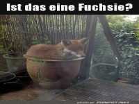 Fuchs im Topf: Neue Deko-Idee?
