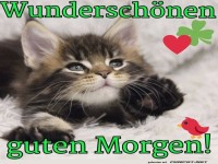 Guten Morgen Katze