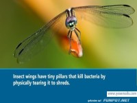 Insektenfl�gel