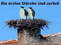 Die St�rche sind wieder da
