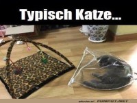 Katze halt