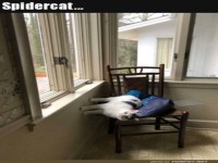 Lustige Katze