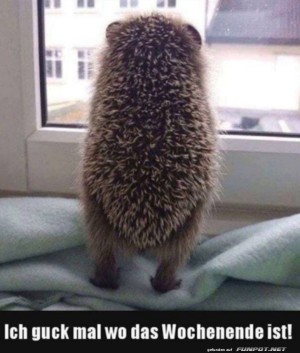 Nach-dem-Wochenende-gucken.jpg auf www.funpot.net