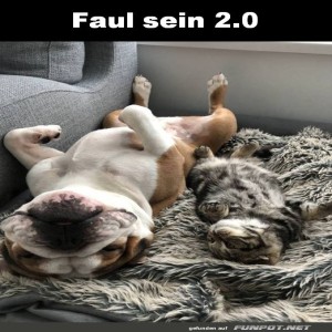 Chillen-auf-h�chstem-Niveau:-Hund-und-Katze.jpg von Tarik1967
