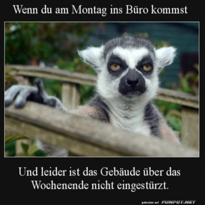 Leider-ist-das-B&uuml;ro-nicht-eingest&uuml;rzt.jpg von Brandon