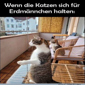 Katzen-im-Erdmännchen-Modus.jpg von Tobias-1995