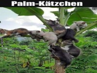 Palm Kaetzchen