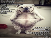 Hund mit zu viel Haut