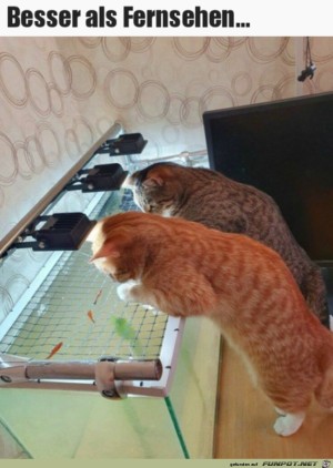 Katzen-Fernseher.jpg auf www.funpot.net