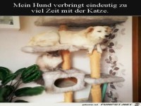 Hund auf Katzenbaum