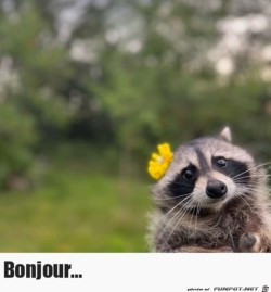 Hallo.jpg auf www.funpot.net