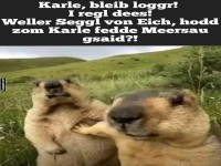 Lustiges Murmeltier-Meme: Karle bleibt ruhig