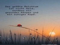 Ein Marienk�fer wei�, was z�hlt!