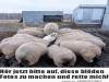 weiter