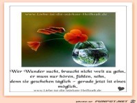 Wer Wunder sucht