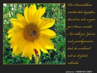Die Sonnenblume