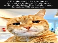 Steh auf