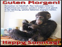 Fernsehen mit Affen: Der Sonntag beginnt!